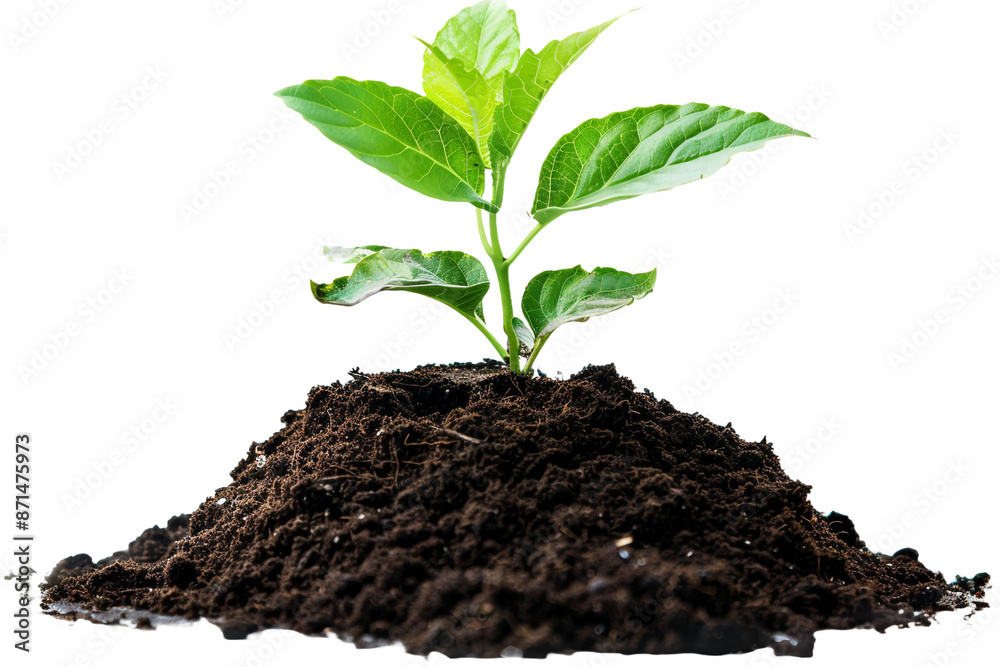 young plant in soil isolated on transparent background young plant in soil isolated on transparent background