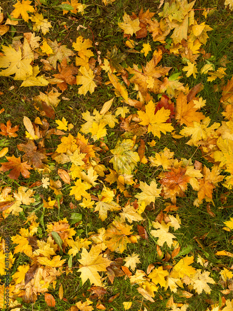 Background of wet yellow and green fallen maple leaves Background of wet yellow and green fallen maple leaves