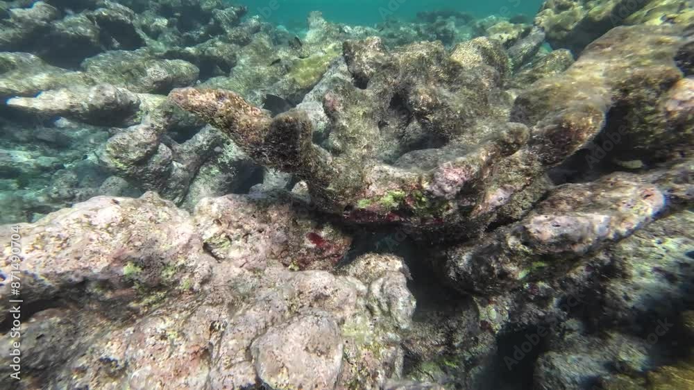 Coral reef under water surface, natural scene, caribbean sea Latin America Coral reef under water surface, natural scene, caribbean sea Latin America