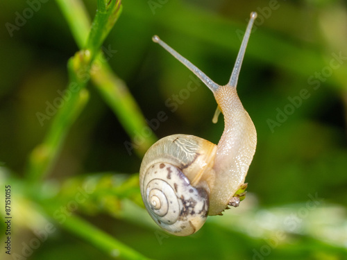 Schnecke