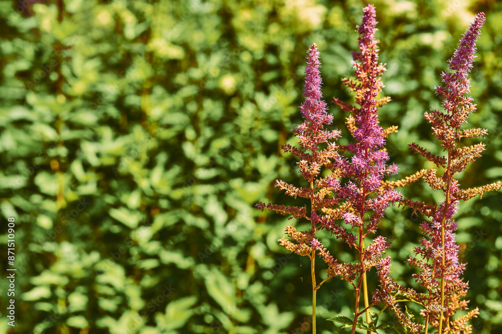 Summer.Garden decorative flower Astilbe japonica, Hotea Barbata Summer.Garden decorative flower Astilbe japonica, Hotea Barbata