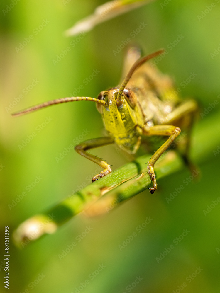 Fototapeta premium Grashüpfer