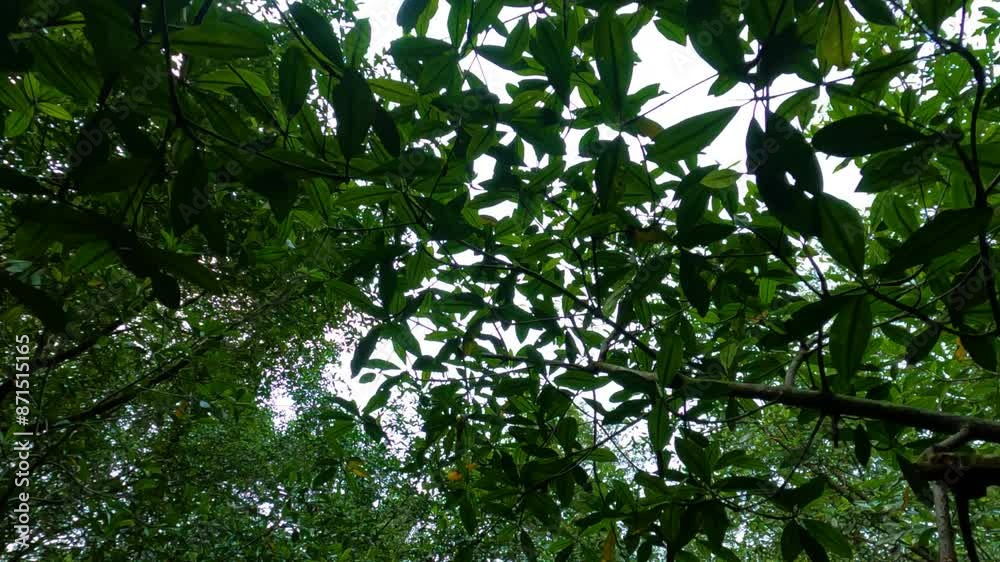 Looking up while a Boat floats through on a river, in jungles of Sao Tome, Africa Looking up while a Boat floats through on a river, in jungles of Sao Tome, Africa