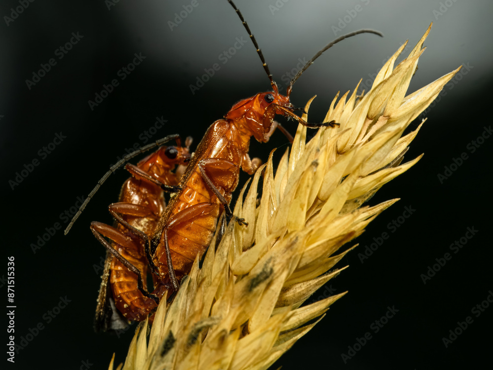 Fototapeta premium Roter Fliegenkäfer