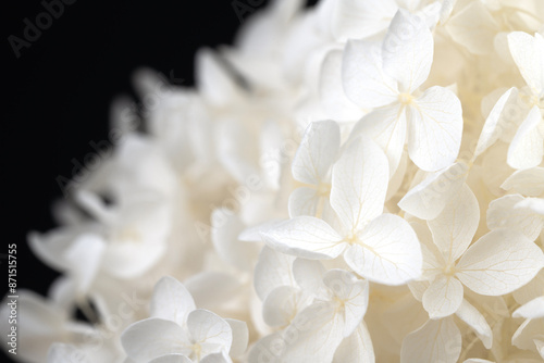 Blooming hortensia fresh white flowers bouquet beige nautral colors on dark background macro