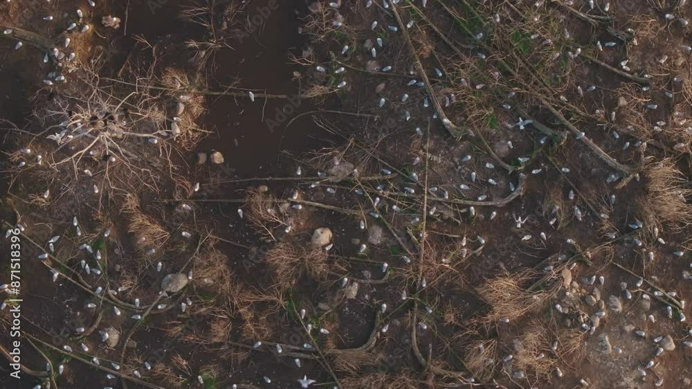 Birds nesting on a marshy Lake Huron shoreline captured from an aerial perspective Birds nesting on a marshy Lake Huron shoreline captured from an aerial perspective