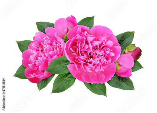 Fototapeta Naklejka Na Ścianę i Meble -  Pink peony flowers in a floral arrangement isolated on white or transparent background