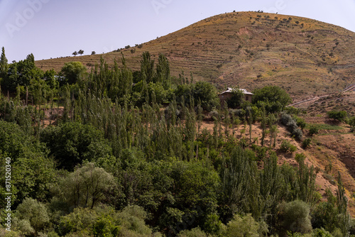 A hillside with a house and trees