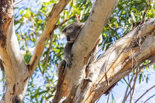 Koala in tree