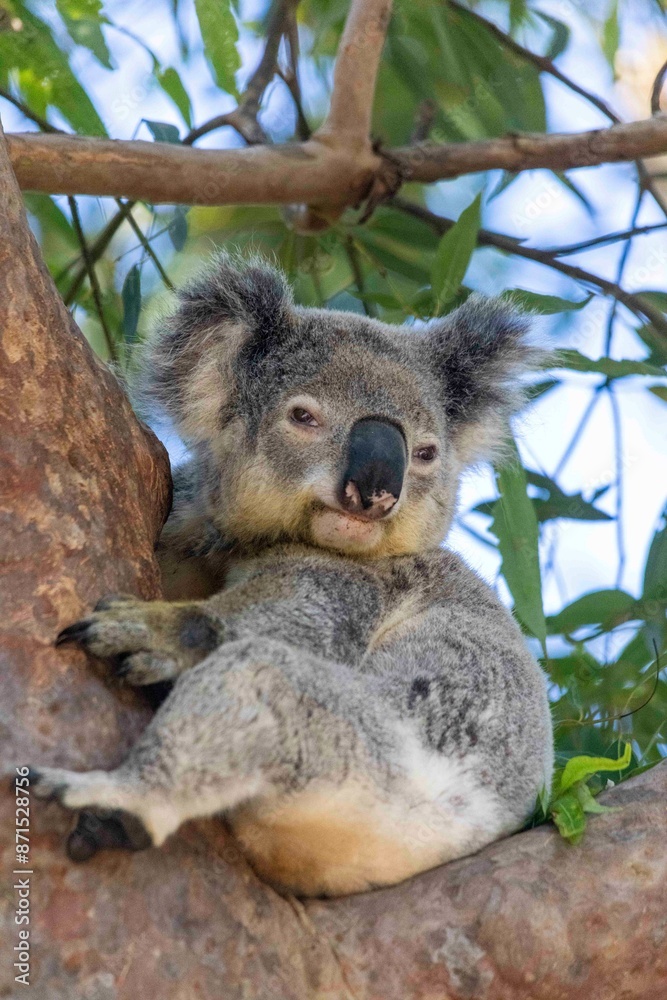Obraz premium Koala in tree
