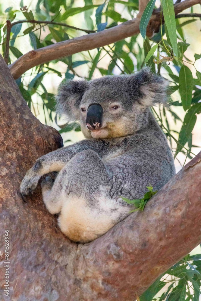 Obraz premium Koala in tree