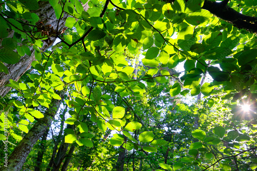 Fototapeta premium Samois comunal forest in the Fontainebleau Massif