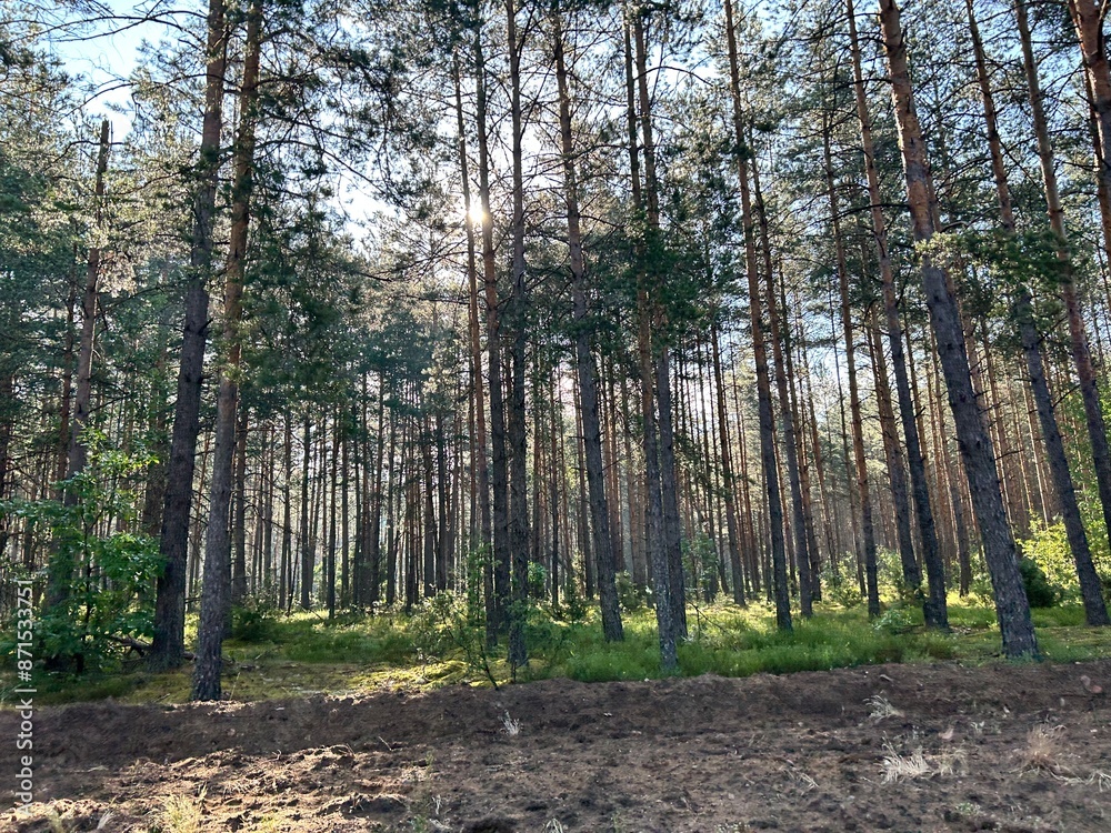Obraz premium photo of a beautiful wild forest with glimpses of the morning sun