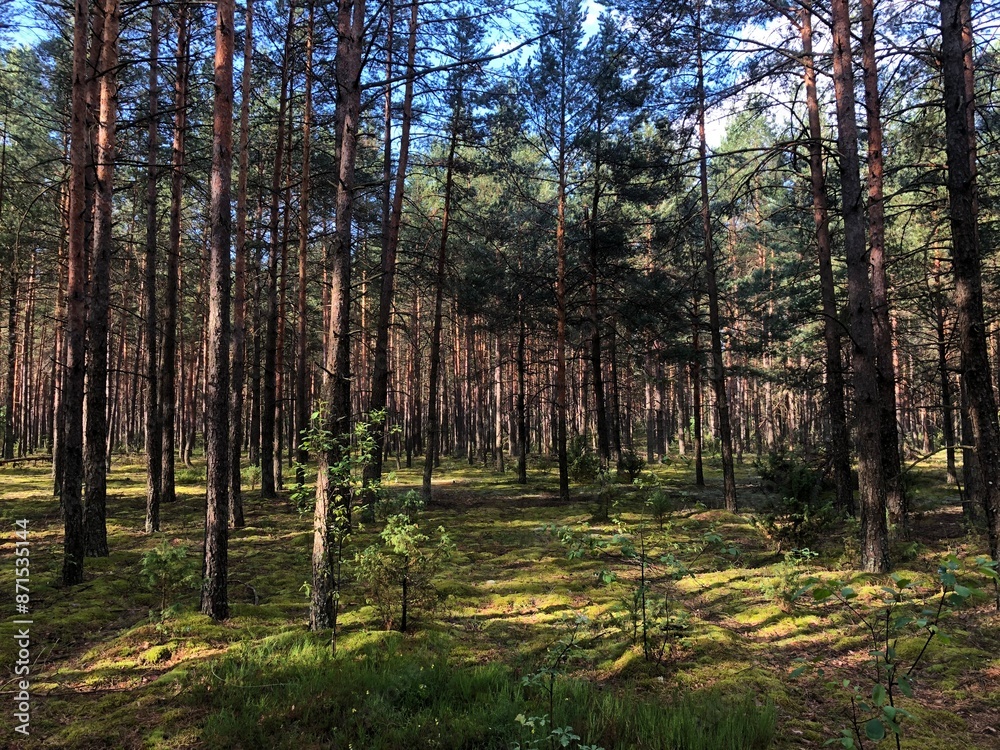 beautiful wild forest on a summer day beautiful wild forest on a summer day