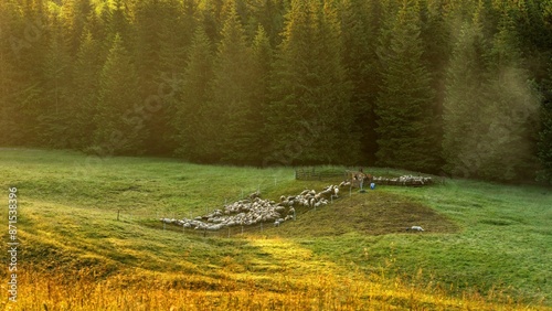 Wypas owiec w Tatrach na polanie w okolicy Kalatówek wczesnym porankiem © Michal45