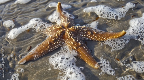 Beach memories with a starfish