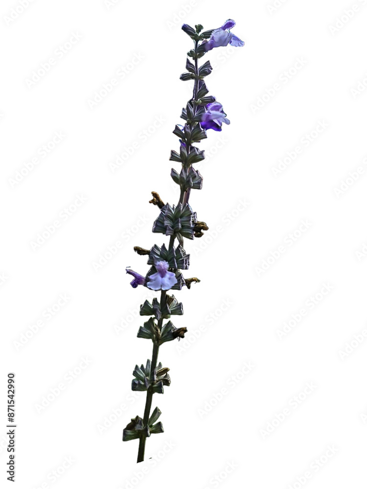 Isolated Lavender on white background. Isolated Lavender on white background.
