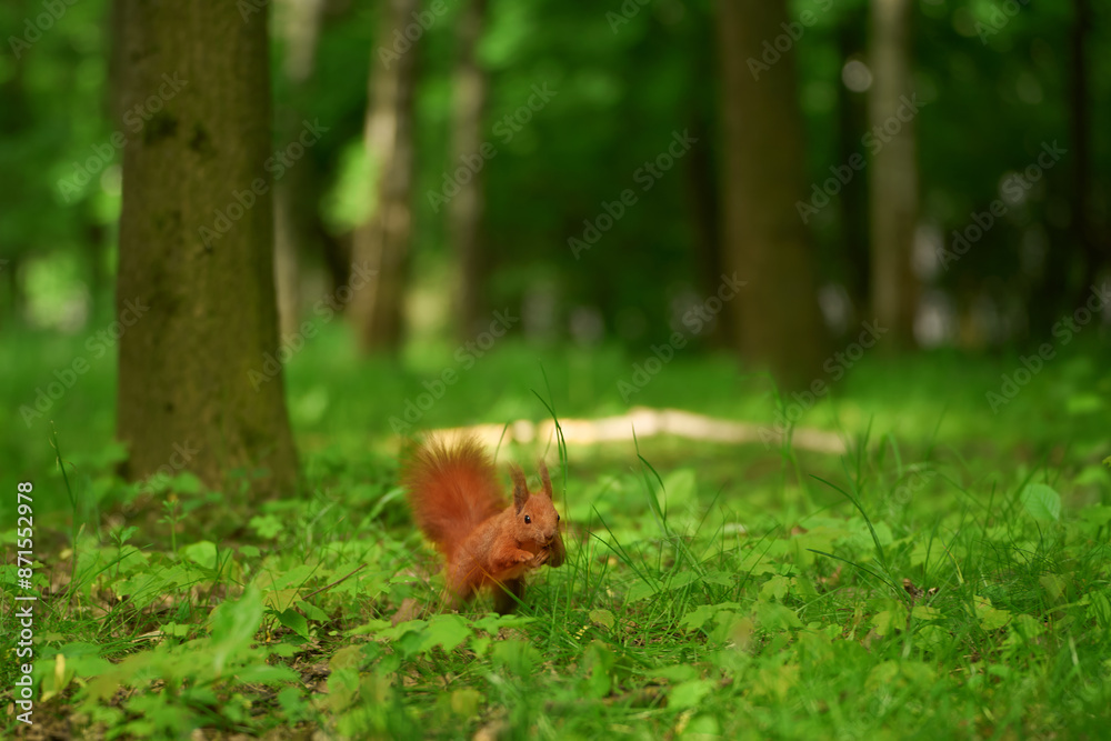 Fototapeta premium Bushy-tailed red squirrel has a meal in the wild