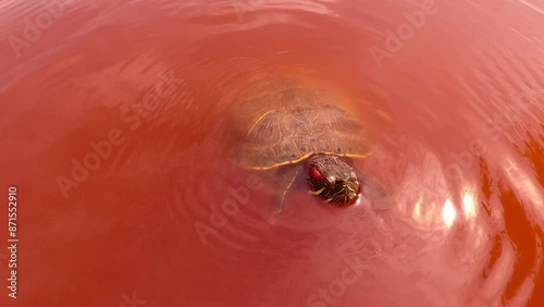 Curious Pond Slider chases camera and looks into it while swimming on surface of red water at algae bloom, Slow motion. Pond Slider or Red-eared Slider Turtle (Trachemys scripta) photo