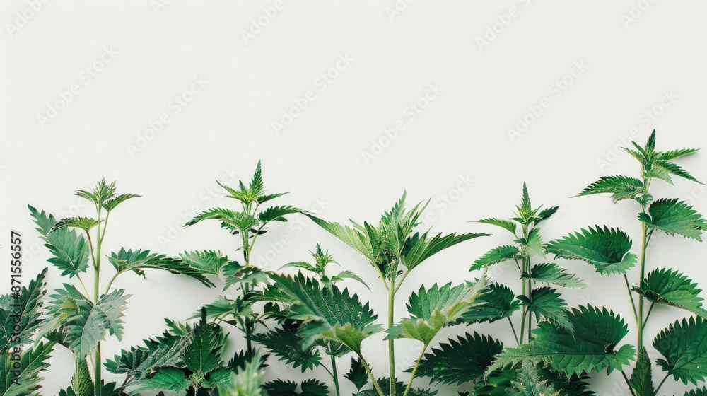 Obraz premium Stinging nettle plants against a white backdrop