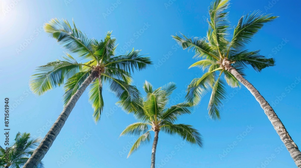 Beautiful palm trees under a clear blue sky ideal summer backdrop Beautiful palm trees under a clear blue sky ideal summer backdrop