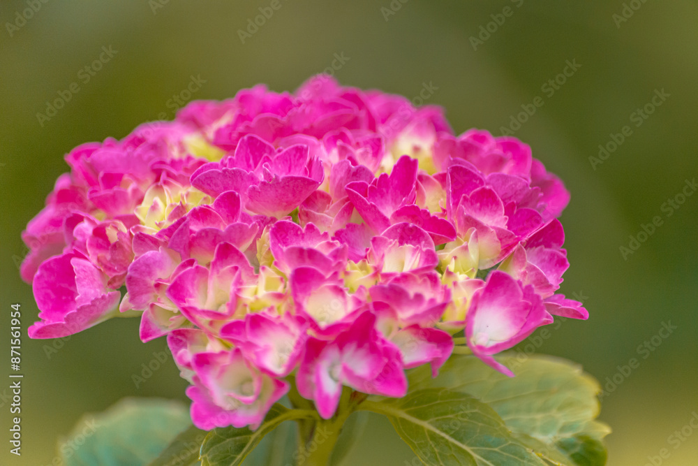 Single colorful garden flowers close-up. Single colorful garden flowers close-up.
