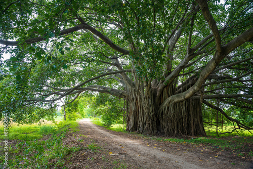 Tableau sur toile Banyon tree Ficus benghalensis or Indian banyan the national tree of India