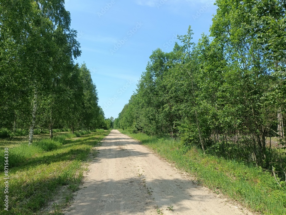 Road in forest in Siauliai county during sunny summer day. Oak and birch tree woodland. Sunny day with white clouds in blue sky. Bushes are growing in woods. Sandy road. Nature. Summer season. Miskas. Road in forest in Siauliai county during sunny summer day. Oak and birch tree woodland. Sunny day with white clouds in blue sky. Bushes are growing in woods. Sandy road. Nature. Summer season. Miskas.