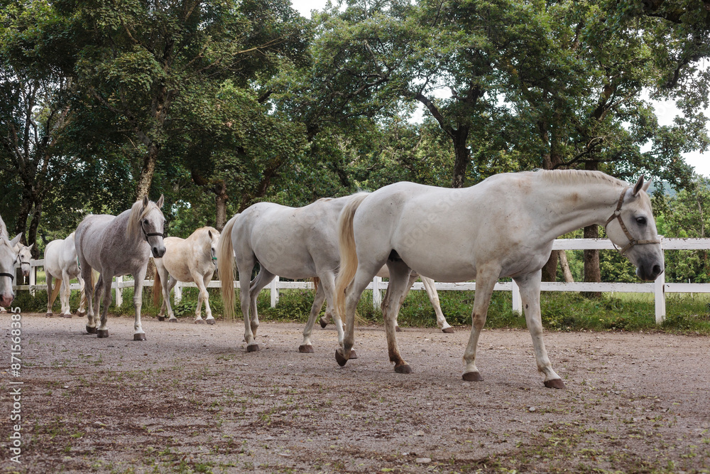 Lipizzaner horses in Lipica stable, Slovenia Lipizzaner horses in Lipica stable, Slovenia