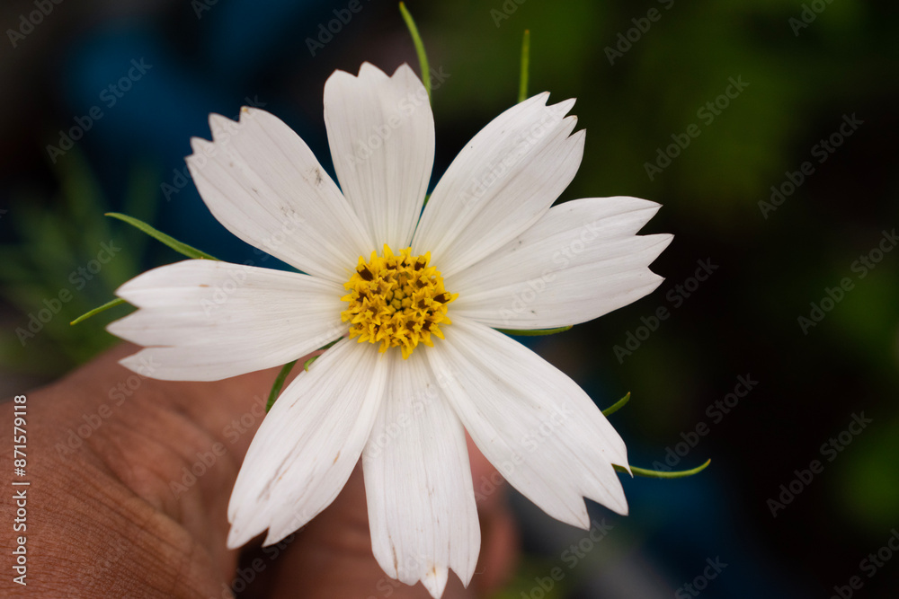 white flower with dark green background white flower with dark green background