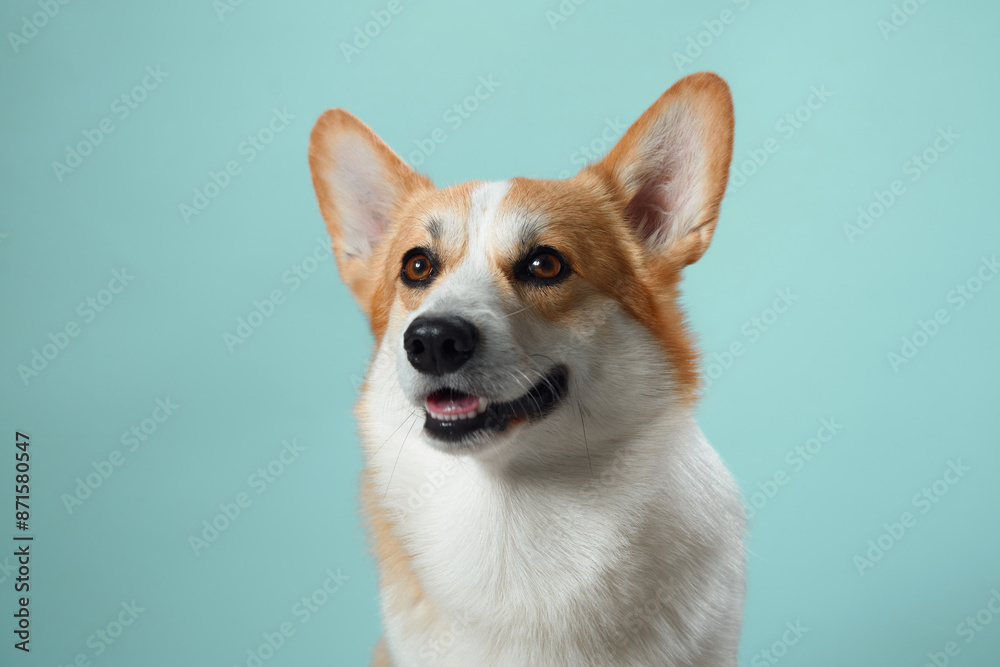 A vigilant Pembroke Welsh Corgi dog with alert ears and soulful eyes against a gentle blue background, embodying the breed intelligent and watchful nature A vigilant Pembroke Welsh Corgi dog with alert ears and soulful eyes against a gentle blue background, embodying the breed intelligent and watchful nature