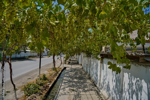 A street lined with a vineyard, southern Kyrgyzstan, the city of Aravan photo