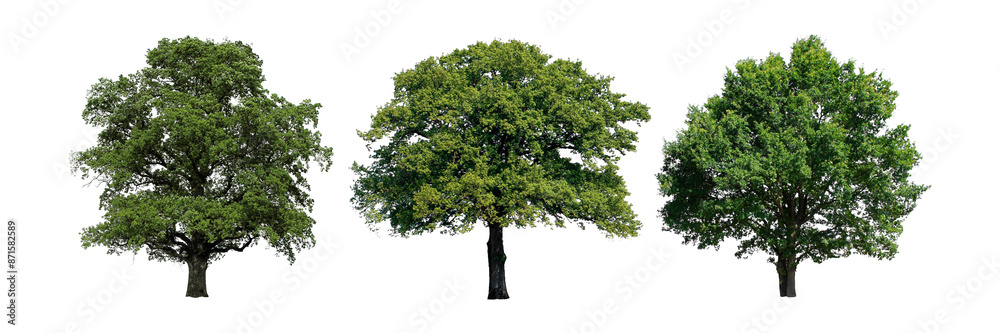 Obraz premium PNG Trees cut out element set