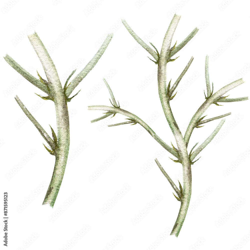 Fototapeta premium Blackberry leaves and branches. Watercolor botanical illustration of blackberry leaves and branches, hand drawn blackberry berries