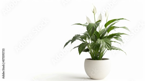 A serene peace lily plant elegantly displayed in a minimalist white pot, set against a clean, uncluttered background