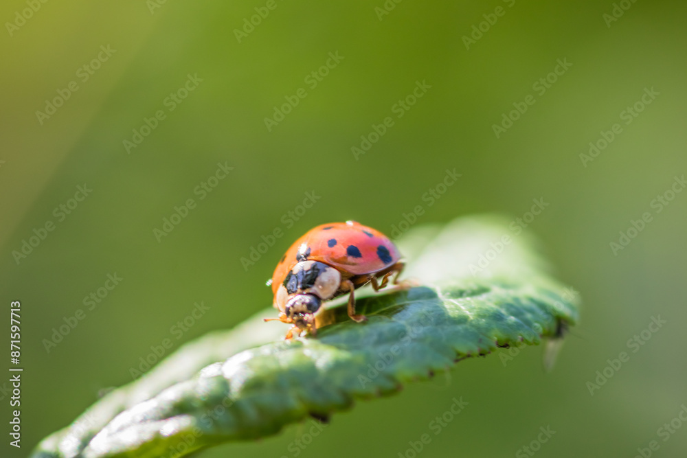 A ladybug sits on a green leaf in a natural setting, blending in with its surroundings A ladybug sits on a green leaf in a natural setting, blending in with its surroundings