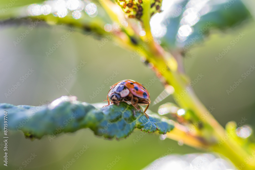 A ladybug sits on a green leaf in a natural setting, blending in with its surroundings A ladybug sits on a green leaf in a natural setting, blending in with its surroundings