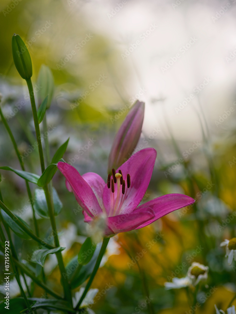 Fototapeta premium Blütezeit der Lilien, dunkelrot, Knospen, im Blumenbeet 