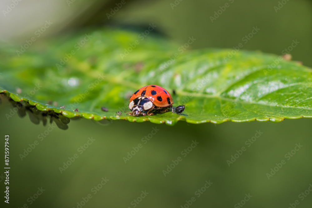 A ladybug sits on a green leaf in a natural setting, blending in with its surroundings A ladybug sits on a green leaf in a natural setting, blending in with its surroundings