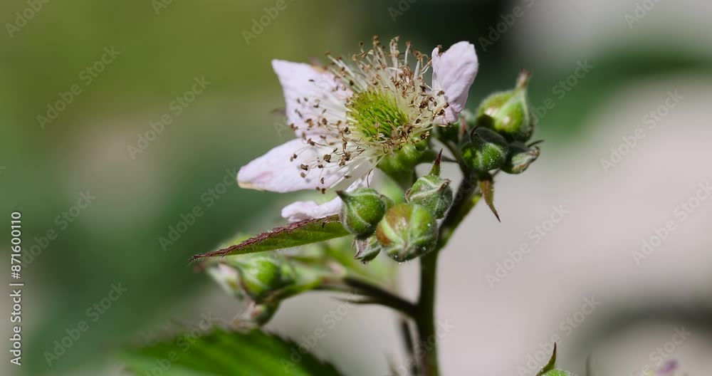 a blackberry bush during flowering and the appearance of the first unripe berries, an orchard in which blackberries are grown a blackberry bush during flowering and the appearance of the first unripe berries, an orchard in which blackberries are grown