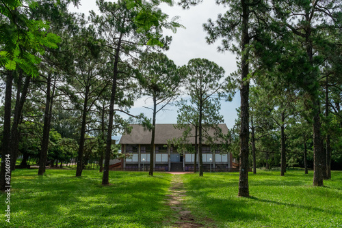 A breathtaking forest environment filled with vibrant green plants and dense foliage creates a serene and tranquil atmosphere. Sunlight filters through the leafy canopy