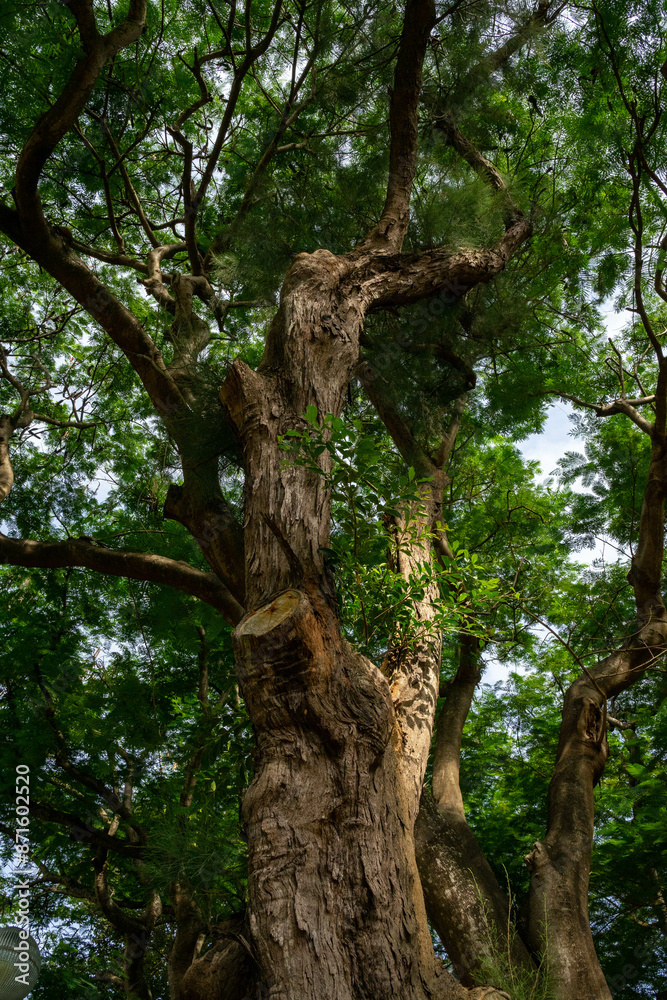 A breathtaking forest environment filled with vibrant green plants and dense foliage creates a serene and tranquil atmosphere. Sunlight filters through the leafy canopy A breathtaking forest environment filled with vibrant green plants and dense foliage creates a serene and tranquil atmosphere. Sunlight filters through the leafy canopy