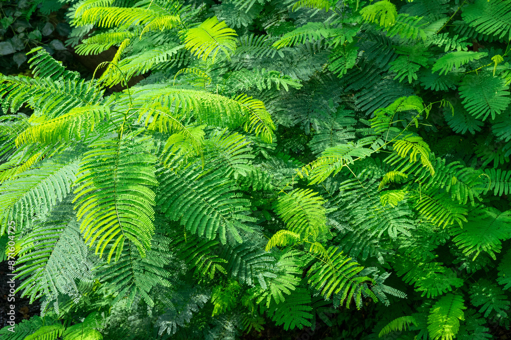 Obraz premium A breathtaking forest environment filled with vibrant green plants and dense foliage creates a serene and tranquil atmosphere. Sunlight filters through the leafy canopy