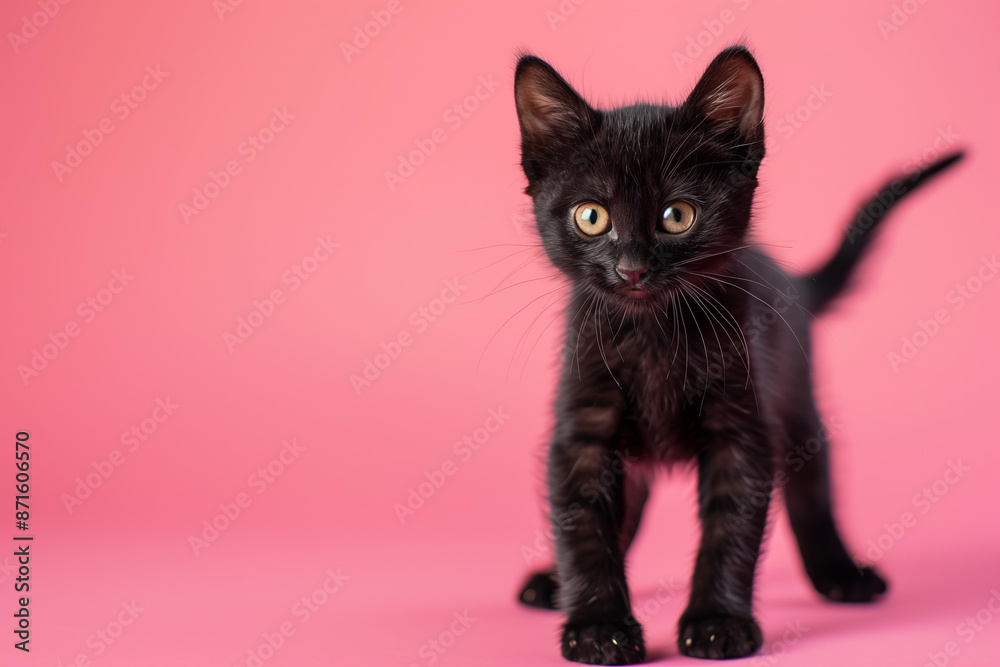 cute black kitten on a pastel studio pink background with copy space
cute black kitten on a pastel studio pink background with copy space