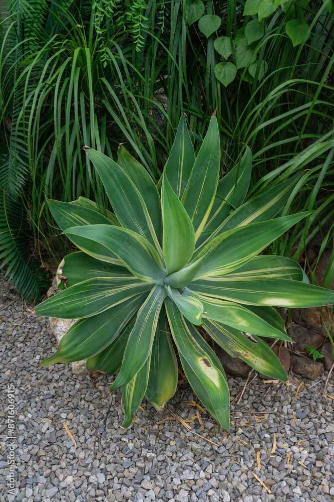 The beautiful agave exudes a mysterious charm under the sunlight The beautiful agave exudes a mysterious charm under the sunlight