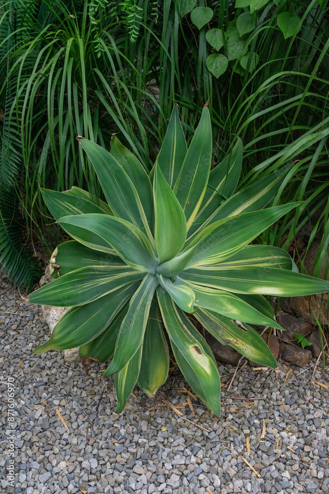 The beautiful agave exudes a mysterious charm under the sunlight