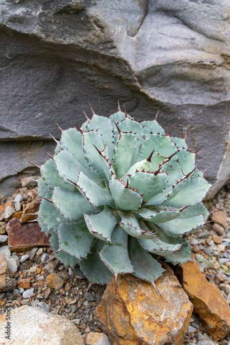 The beautiful agave exudes a mysterious charm under the sunlight photo