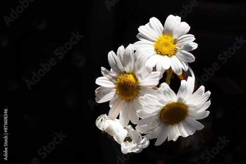 Marguerite des Alpes