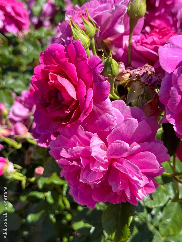 pink hydrangea flowers pink hydrangea flowers
