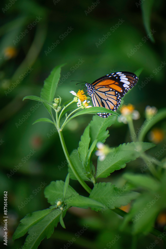 Butterflies and flowers in the backyard at the close of the day. Butterflies and flowers in the backyard at the close of the day.